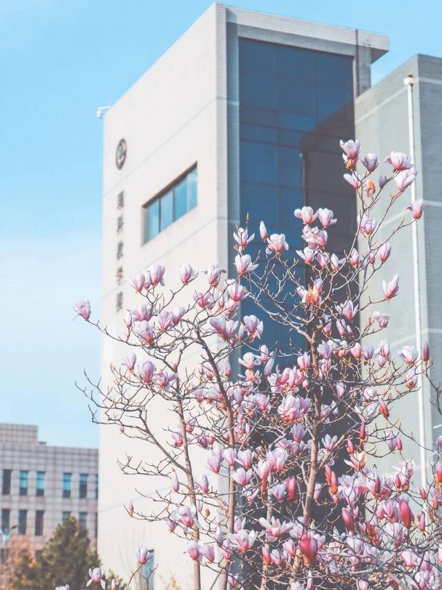 春天，花在枝头，“理”在心头