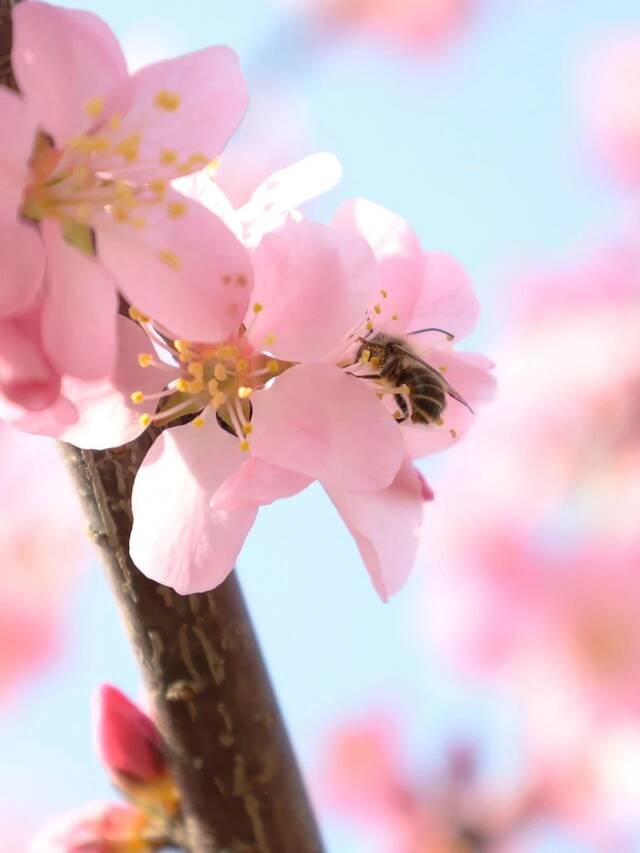 春天，花在枝头，“理”在心头