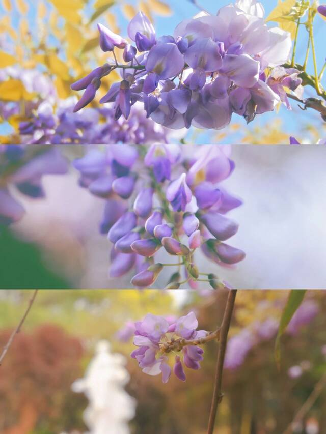 璋烽洦锛屾敹钘忎笂娴峰笀澶х殑鏁翠釜鏄ュぉ