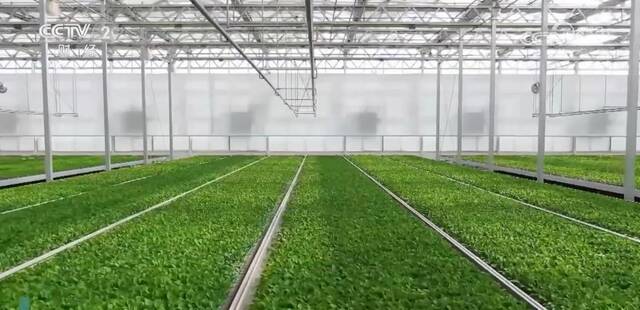 “菜篮子”产品供应充足 绿色优质农产品供给增加
