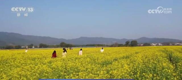 油菜、花生、特色油料产量均明显增加 食用植物油自给率稳步提高