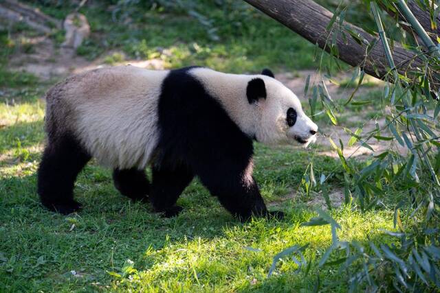 4月19日，在美国华盛顿史密森学会国家动物园，大熊猫“小奇迹”在散步。新华社记者刘杰摄