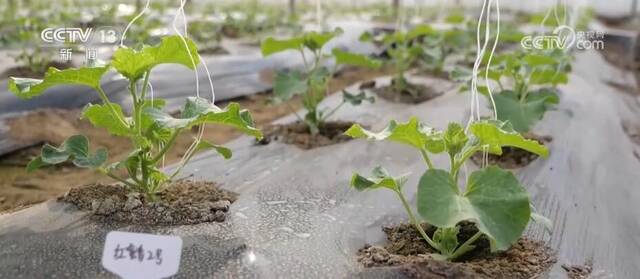 太空“种菜”成果丰硕 航天育种培育的超级蔬菜丰富百姓餐桌