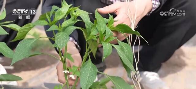 太空“种菜”成果丰硕 航天育种培育的超级蔬菜丰富百姓餐桌