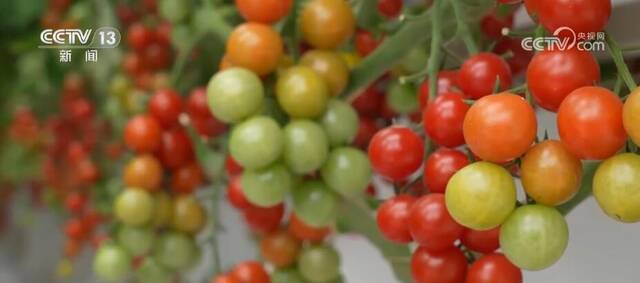 太空“种菜”成果丰硕 航天育种培育的超级蔬菜丰富百姓餐桌