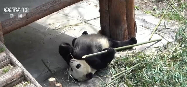 “熊猫经济”助力四川文旅产业发展 “萌兽”带来可观经济效益
