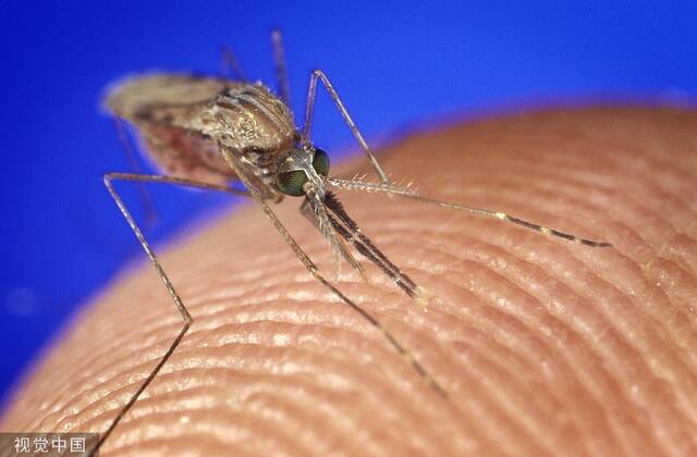 按蚊是疟疾的传播媒介