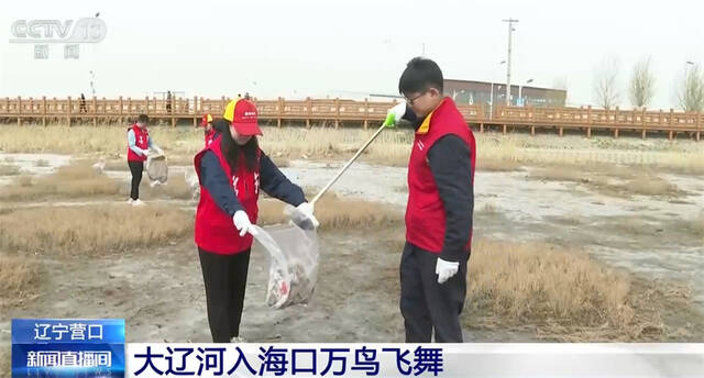 大辽河入海口万鸟飞舞 形成绝美“鸟浪”奇观