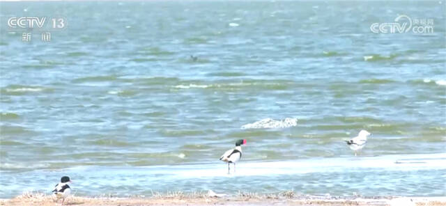 6000多只遗鸥飞抵康巴诺尔湖 为湿地增添勃勃生机
