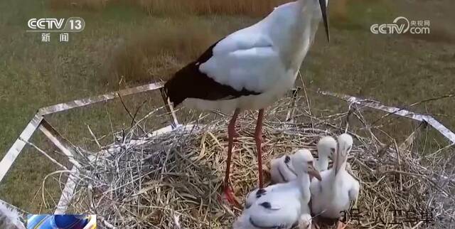 完整纬度、梯度 我国已建立全国生物多样性监测网络