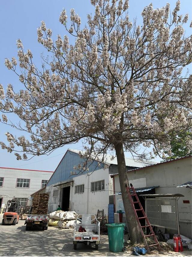 曹县随处可见的泡桐木是做棺木的常见材料