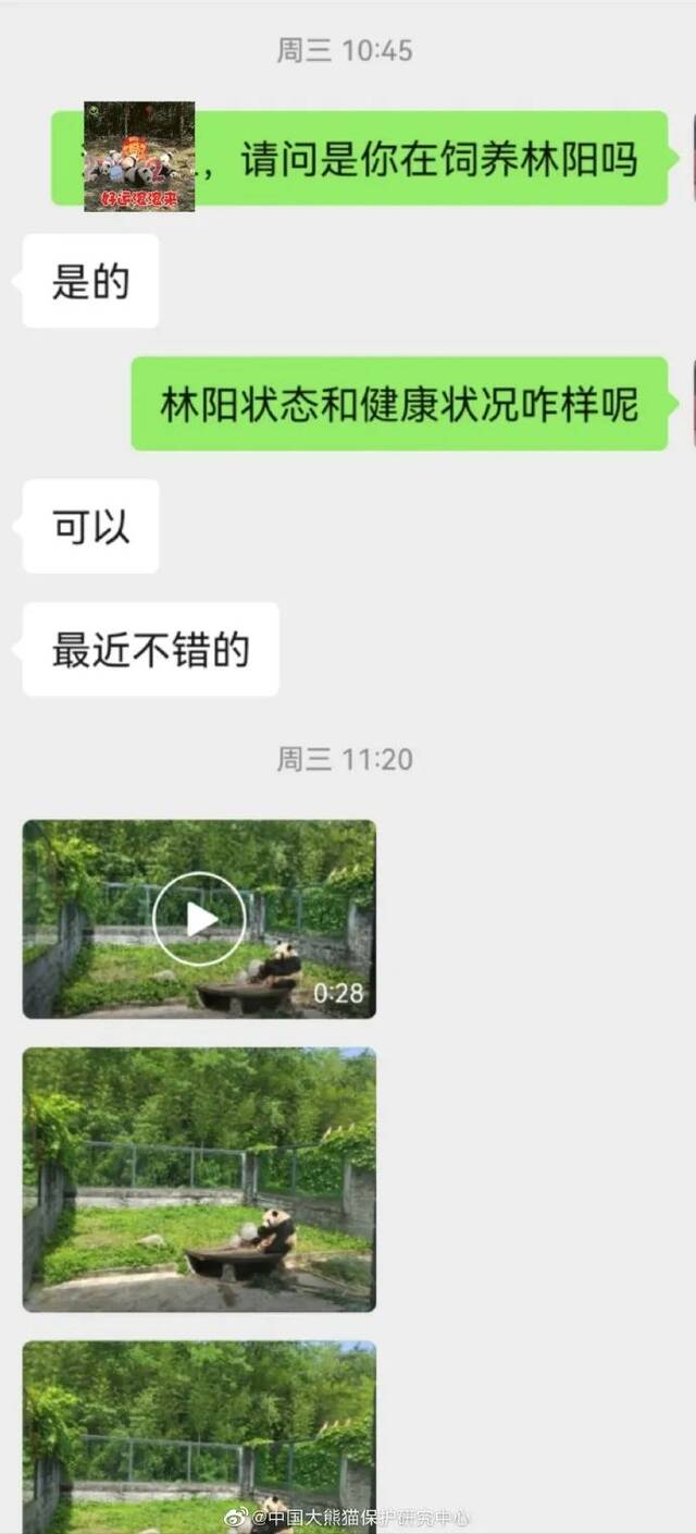 大熊猫“小丫”去世，曾因长相潦草走红