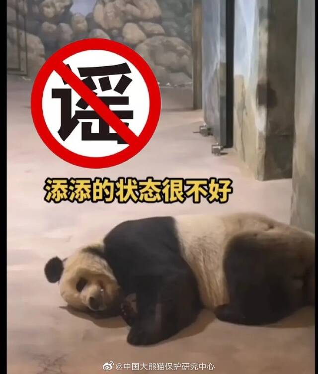 中国大熊猫保护研究中心澄清多只大熊猫相关谣言