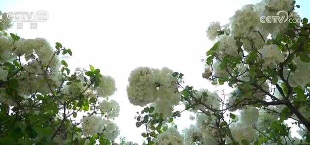 江苏苏州团团簇簇绣球花开 绿白相间满树玲珑