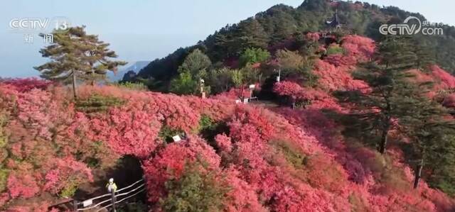 湖北麻城古杜鹃群落花绽放 大别山上披彩装