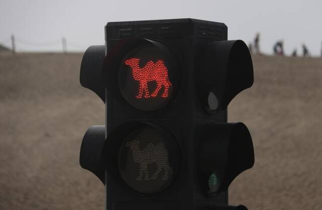 这是设在敦煌市鸣沙山月牙泉景区的骆驼交通信号灯。新华社发（张晓亮摄）