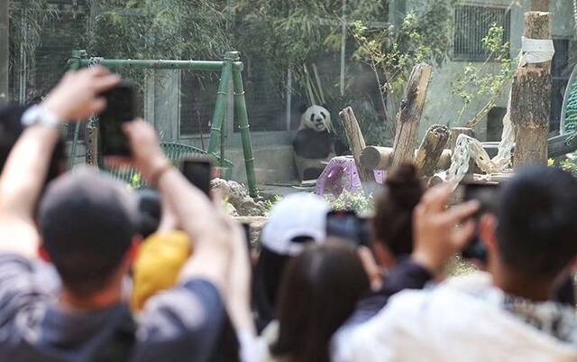 大熊猫“萌兰”火成啥样子？游客排队4小时，限时观看5分钟
