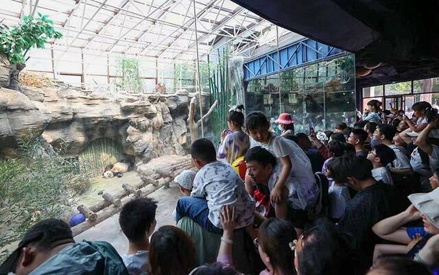 大熊猫“萌兰”火成啥样子？游客排队4小时，限时观看5分钟