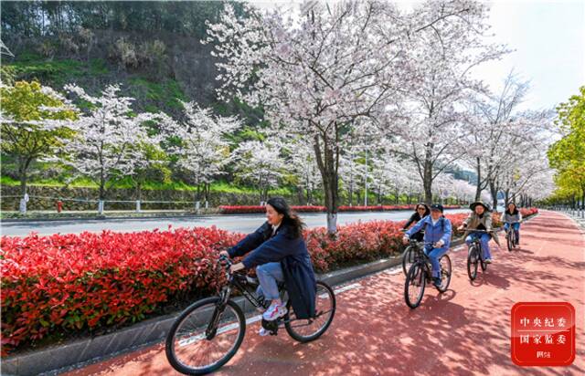 春回大地，正是踏青游玩好时节。在千岛湖环湖绿道上，市民结伴骑行游玩尽享运动的快乐。（杭州市淳安县纪委监委供杨波摄）