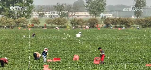 当前蔬菜生产供应稳定 4月份全国蔬菜价格出现季节性下降