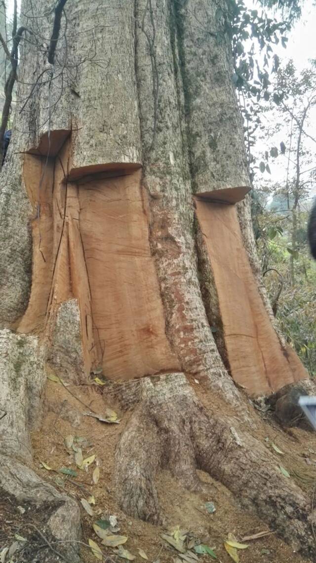 贵州省黔东南州一株被切块盗割的楠木。黔东南州公安局供图