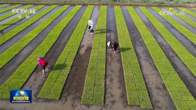 邓小燕：青春是稻花香的味道