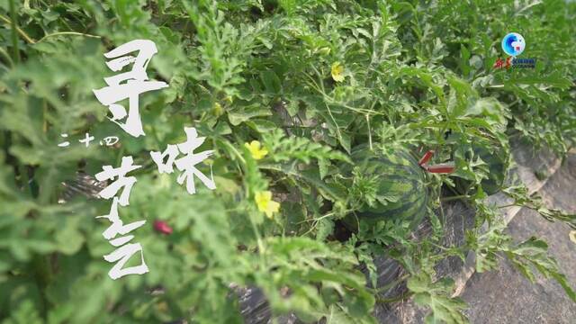 全球连线｜寻味二十四节气：立夏吃瓜，甜蜜一夏