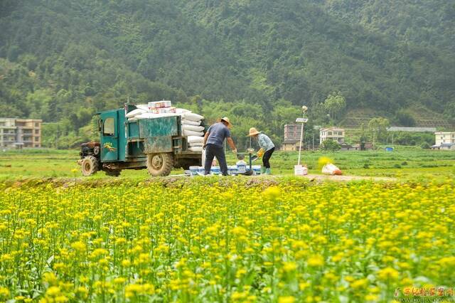 立夏至，耕种忙。连日来，在蒙山县文圩镇六夏村蔬菜种植基地，农民正在田头搬运化肥。（梧州市纪委监委林志清/摄）