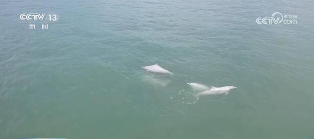 生态环境持续向好 中华白海豚现身鼓浪屿