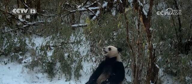 生态修复工作不断推进 红外相机数次捕捉到野生大熊猫影像