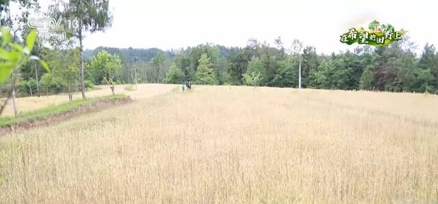 在希望的田野上  耕地设施改造升级 打开丘陵山地增产空间