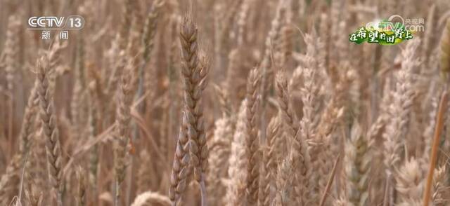 在希望的田野上  山区推广小麦密植技术 收割实现机械化
