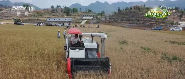 在希望的田野上  山区推广小麦密植技术 收割实现机械化