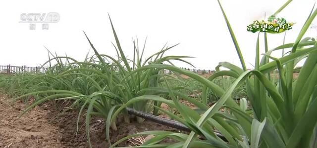 “小黄花”带动大产业 17万亩黄花种植推动乡村振兴