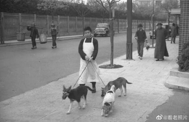 ·20世纪30年代的专业遛狗师傅。图自李虹微博。