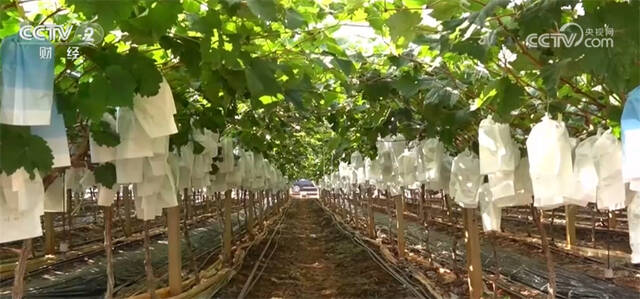 早熟葡萄开始采摘 “铺就”果农甜蜜致富路