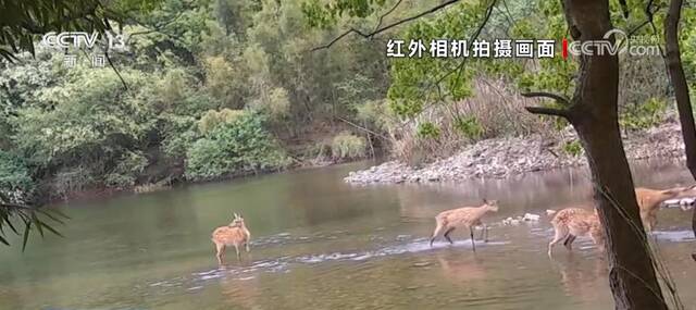 各地生态持续向好 野生动物频频“露脸”