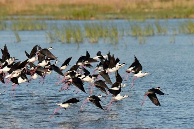 这是在雄安新区白洋淀拍摄的鸟群（2022年4月15日摄）。新华社发（周龙山摄）