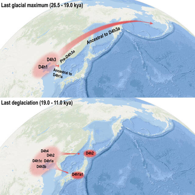 两次辐射事件和母系祖先从中国北部沿海地区迁移到美洲和日本