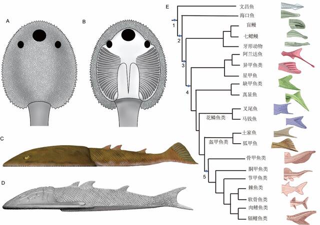 广西早泥盆世古鱼类特异埋藏生物群中发现首个完整保存尾鳍的盔甲鱼类——九尾狐甲鱼