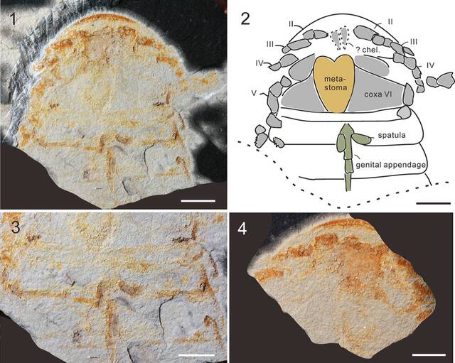 《古生物学杂志》：浙江奥陶纪末安吉生物群发现中国最古老板足鲎化石——安吉古鲎