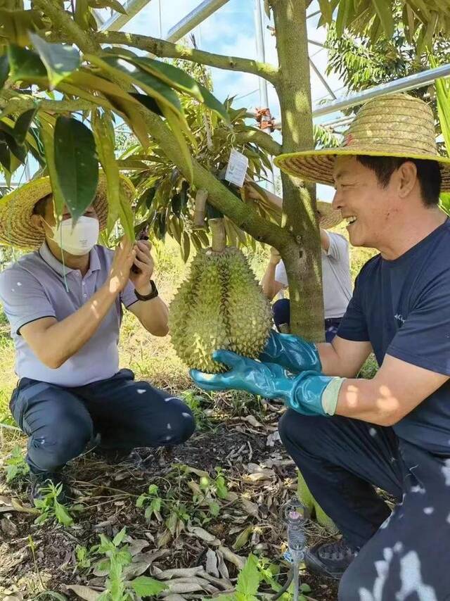 ↑海南榴莲图据三亚日报