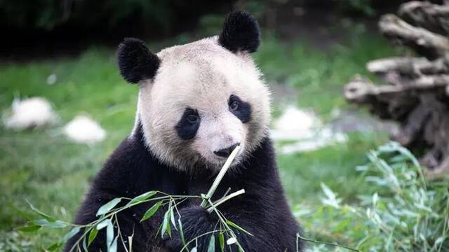 大熊猫“圆梦”资料图图源：外媒