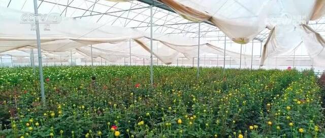 种业“芯片”研发加速 云南花卉品种持续“上新”