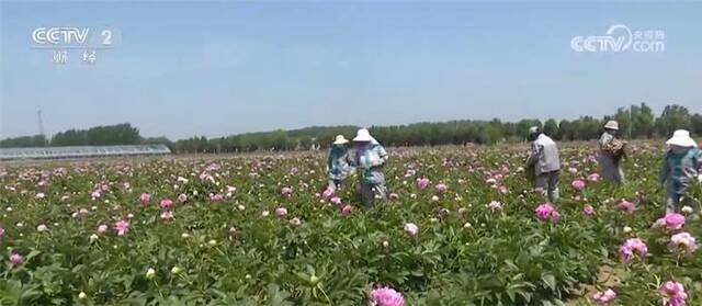 鲜切花市场“新宠”芍药大丰收 “520”延续火热销售态势