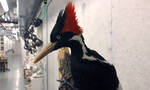 视频显示美国走向灭绝决定的象牙喙啄木鸟