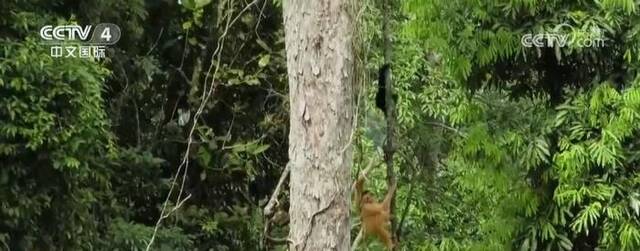 重点保护野生动植物种群持续恢复 濒危物种已建立稳定野生种群