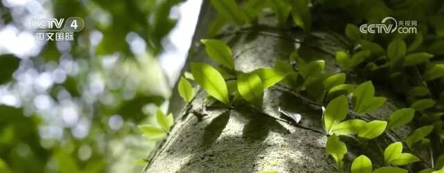 重点保护野生动植物种群持续恢复 濒危物种已建立稳定野生种群