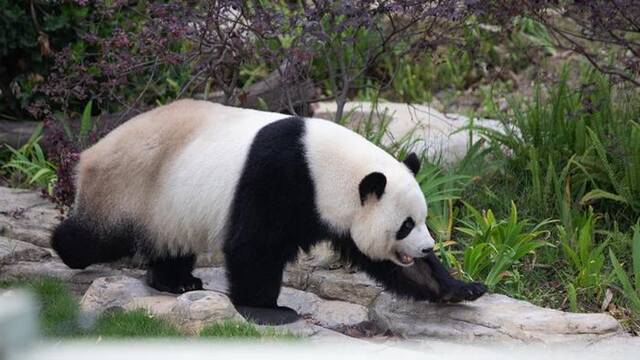 图为大熊猫在基地内玩耍。新华网张可凡摄