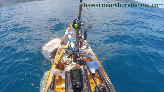 夏威夷海岸发生虎鲨袭击船只事件